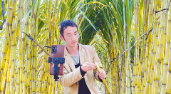 泌阳：好日子“蔗”么甜