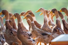 处所察看之二：县域经济的“小方针”和